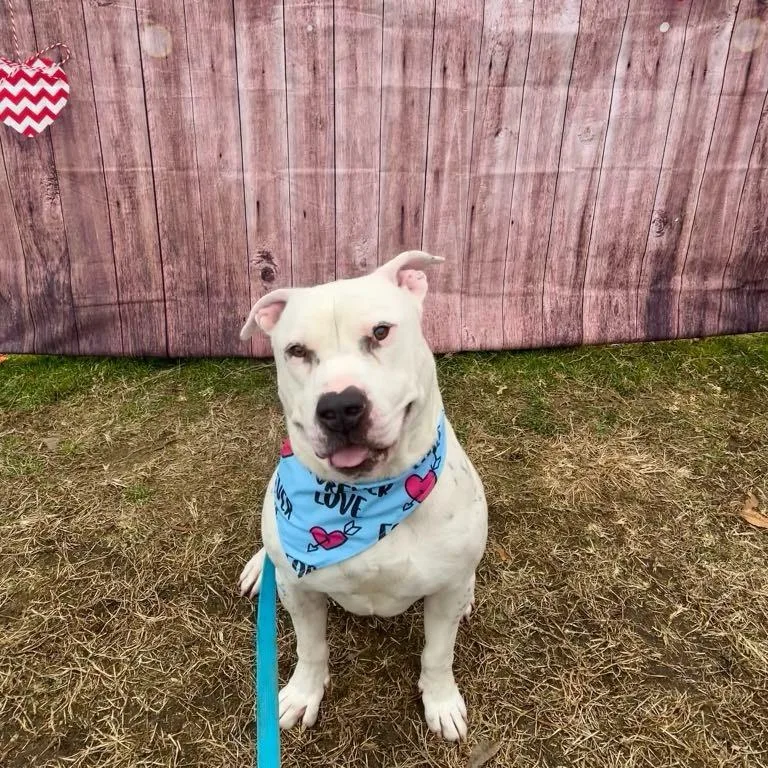 An adult large-sized male White / Cream Terrier dog named Simon for adoption in Mooresville, NC