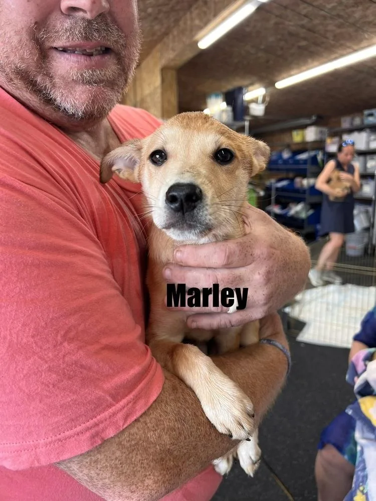 Marley