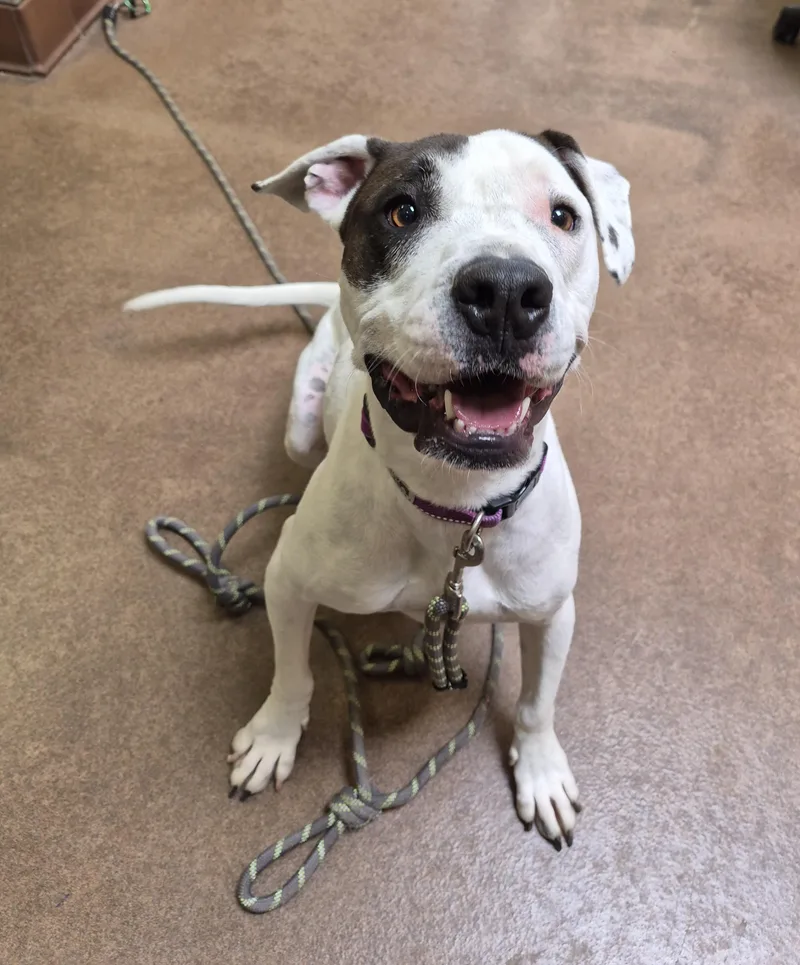An adult large-sized male White / Cream Pit Bull Terrier dog named Beignet for adoption in Sierra Vista, AZ