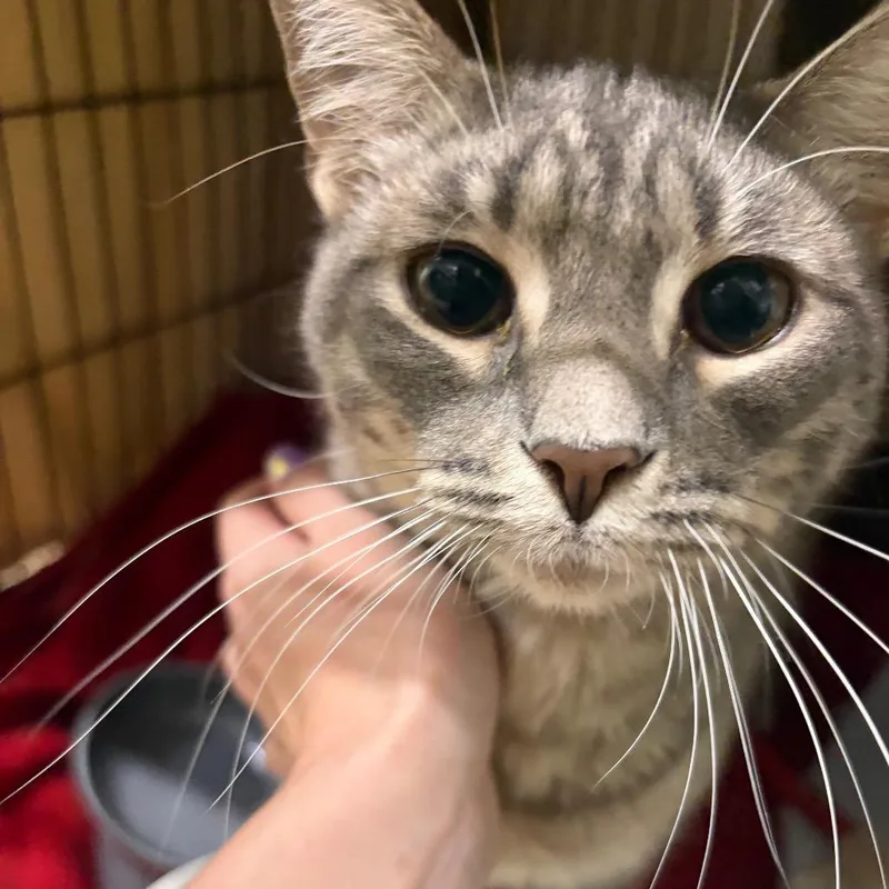 A young large-sized male Domestic Short Hair cat named Dusty for adoption in Cumming, GA