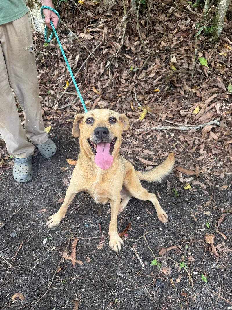 An adult medium-sized female Mixed Breed dog named Canela for adoption in Bayamon, PR