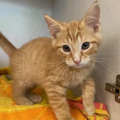 A baby small-sized male Orange / Red Domestic Short Hair cat named Squints for adoption in Dayton, OH