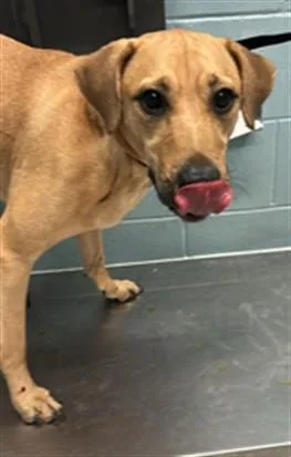 An adult medium-sized male Black Mouth Cur dog named Samuel for adoption in Corpus Christi, TX