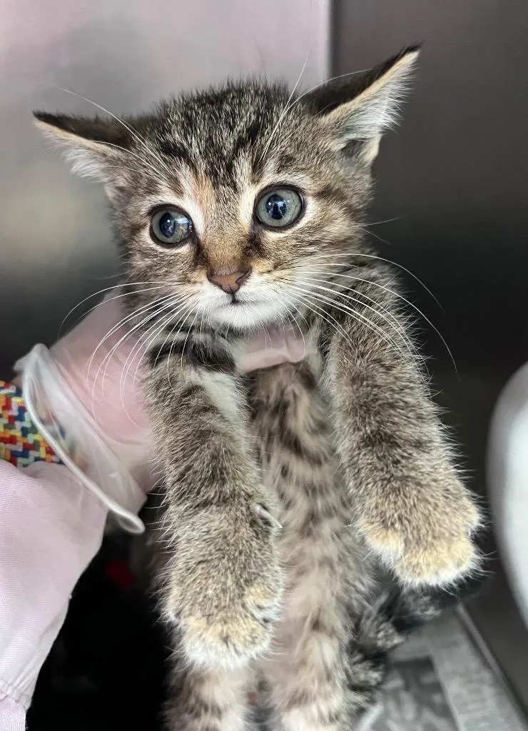 A baby medium-sized female Domestic Short Hair cat named Betty Friedan for adoption in Cincinnati, OH