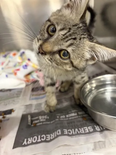 A baby small-sized male Domestic Short Hair cat named Rocky for adoption in San Jose, CA