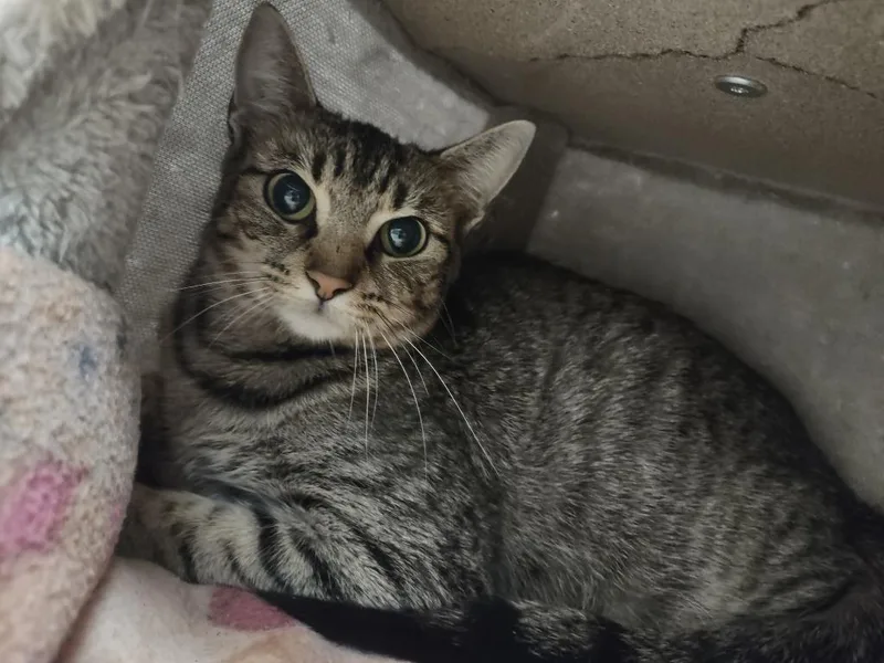 A young medium-sized female Domestic Short Hair cat named Moon for adoption in Hamilton, OH