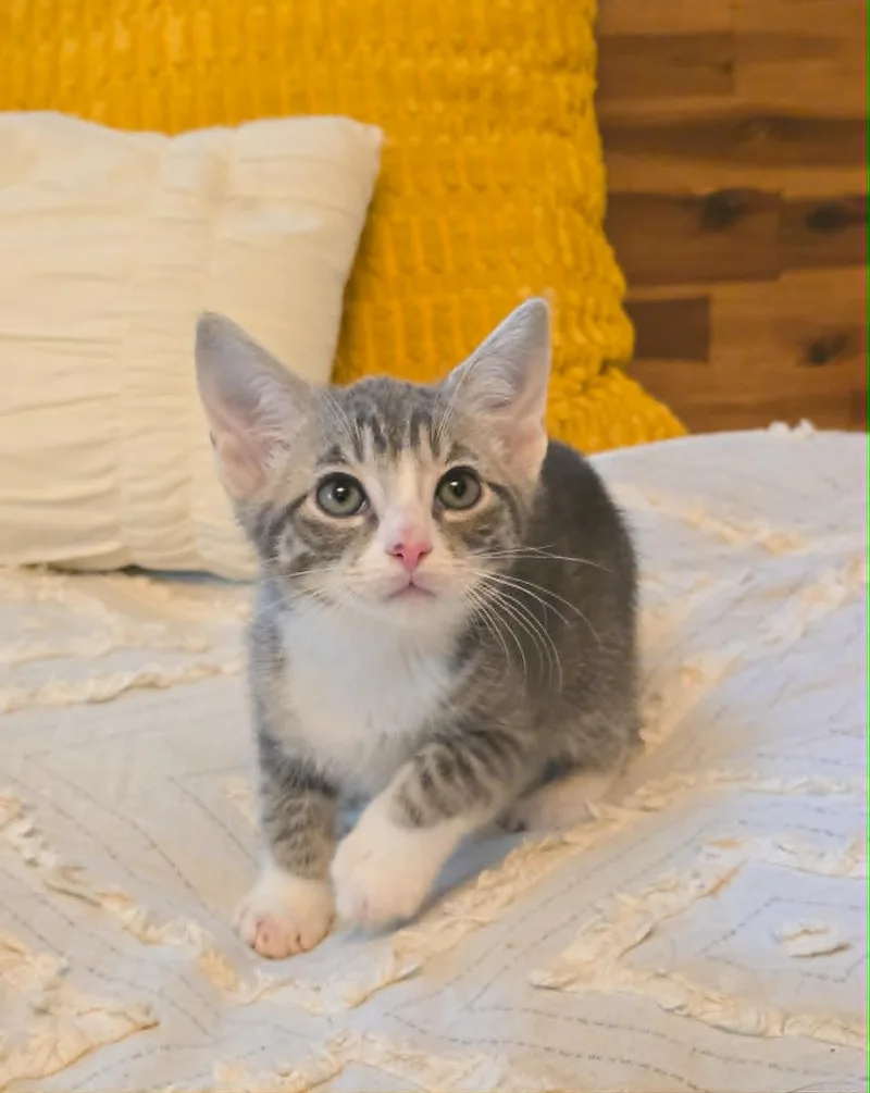 A baby medium-sized male Tabby (Gray / Blue / Silver) Domestic Short Hair cat named Jedidah for adoption in Mullica Hill, NJ