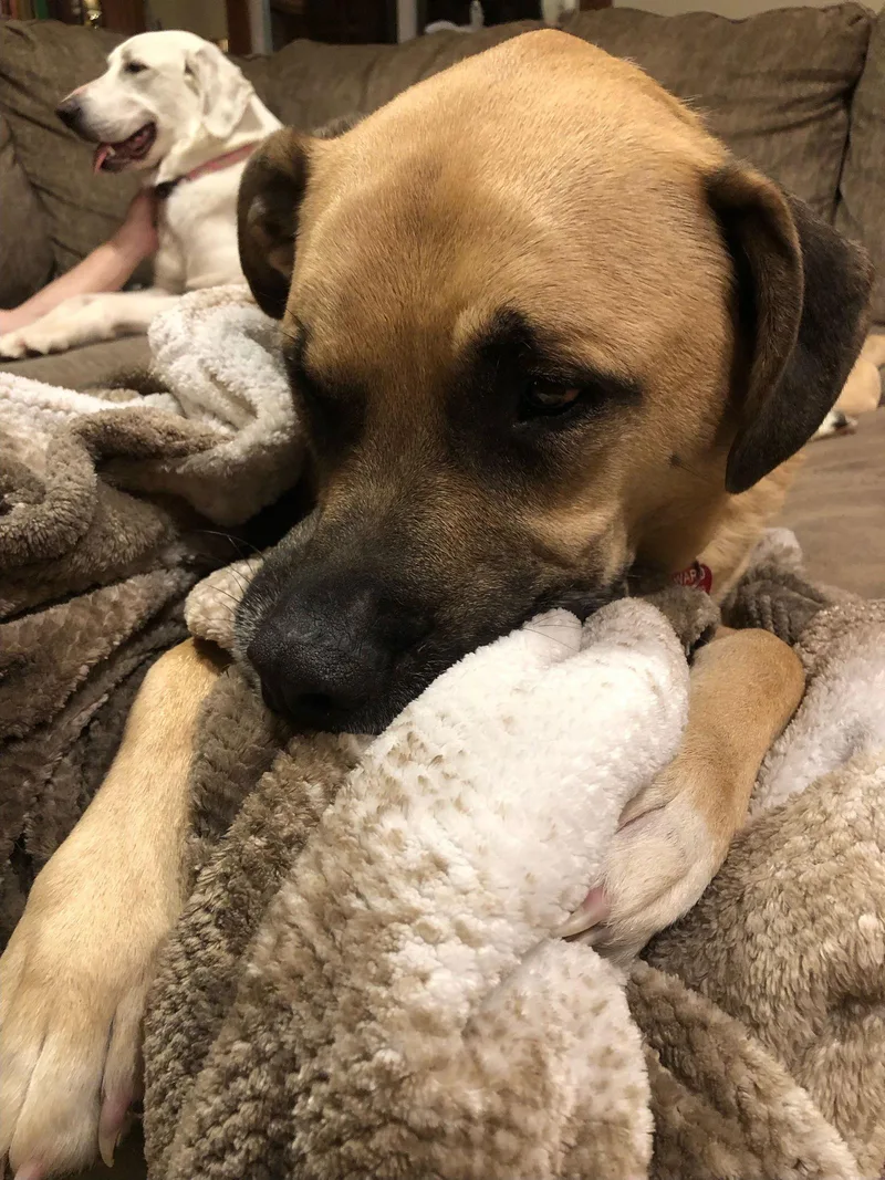 Chester Local thumbnail 2