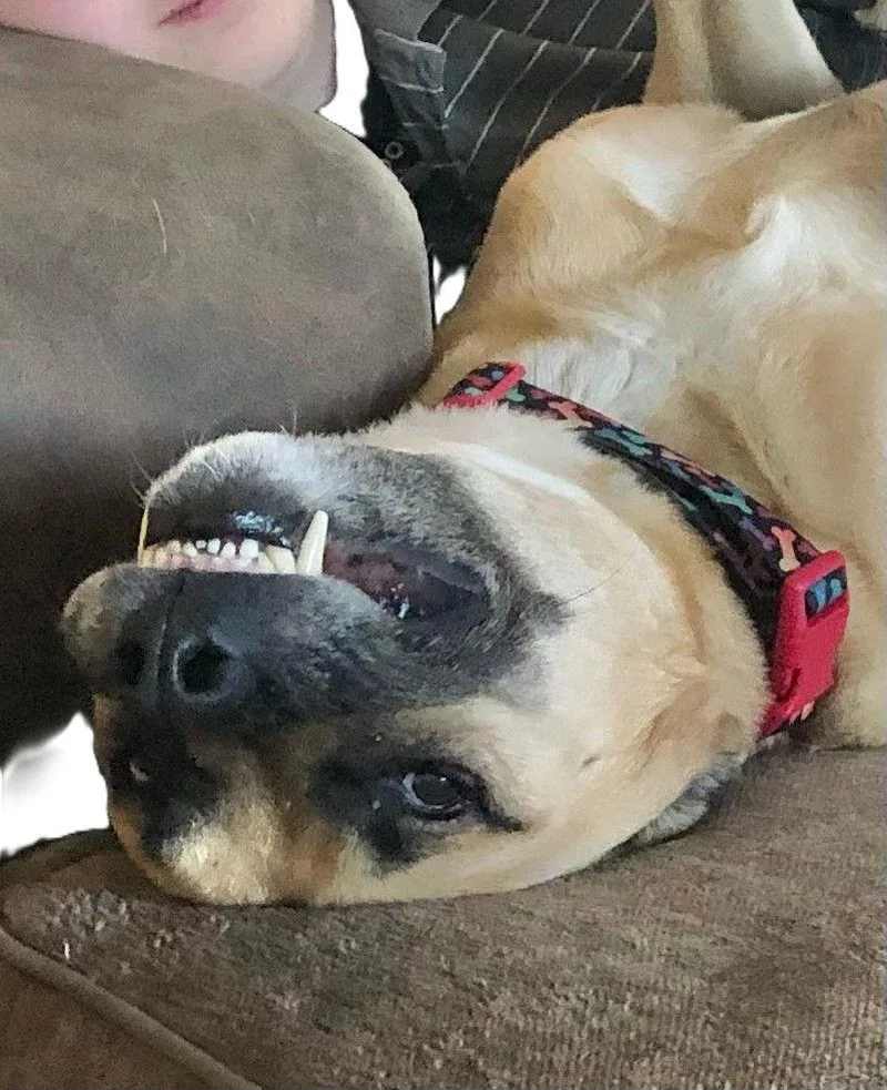 Chester Local thumbnail 3