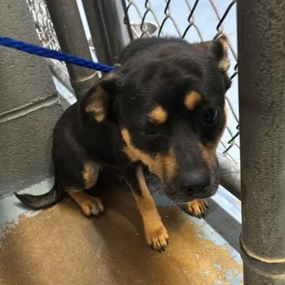 An adult small-sized female Black Mixed Breed dog named Snickerdoodle McZoom for adoption in Gadsden, AL