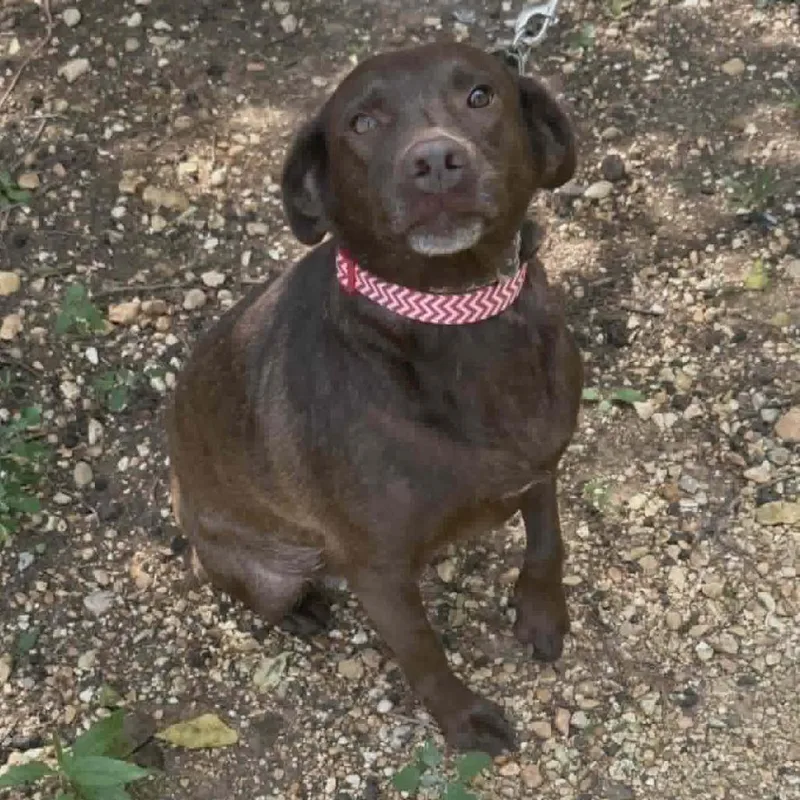 An adult medium-sized female Labrador Retriever dog named Minnie for adoption in Alexandria, VA