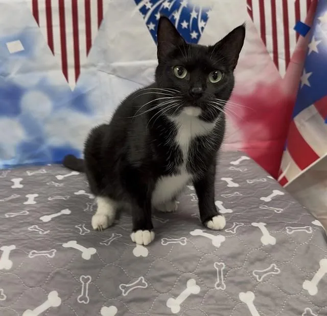 A young small-sized female Domestic Short Hair cat named Tina for adoption in Wylie, TX