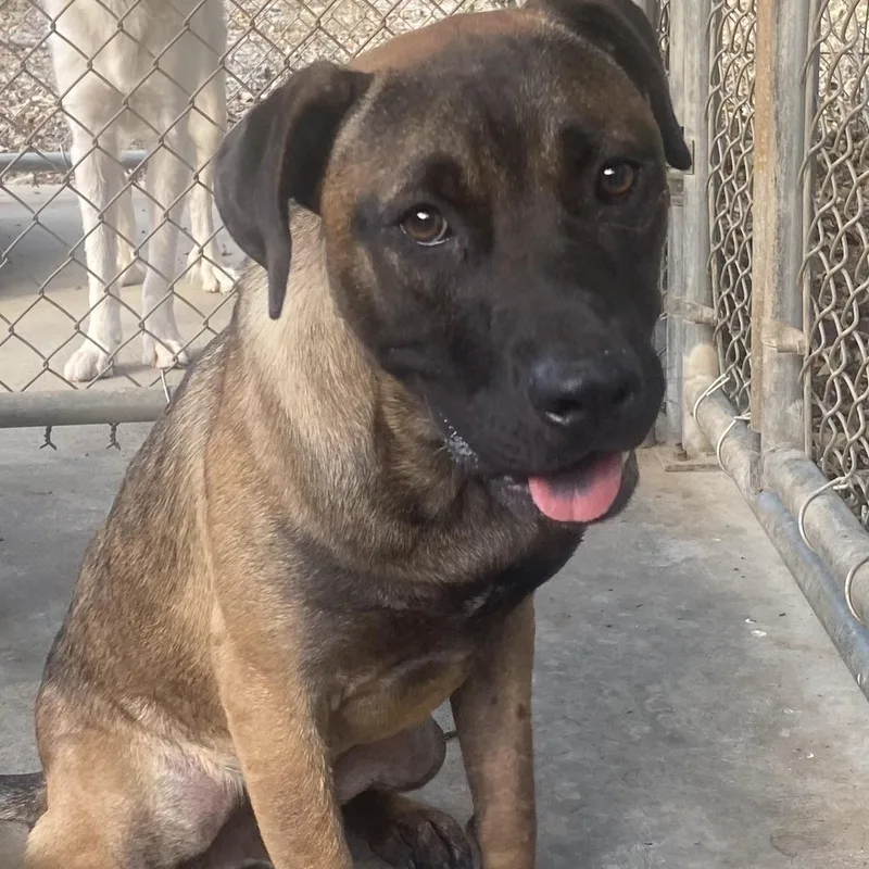 A young medium-sized male Bicolor Shepherd dog named Roger for adoption in Chicopee, MA