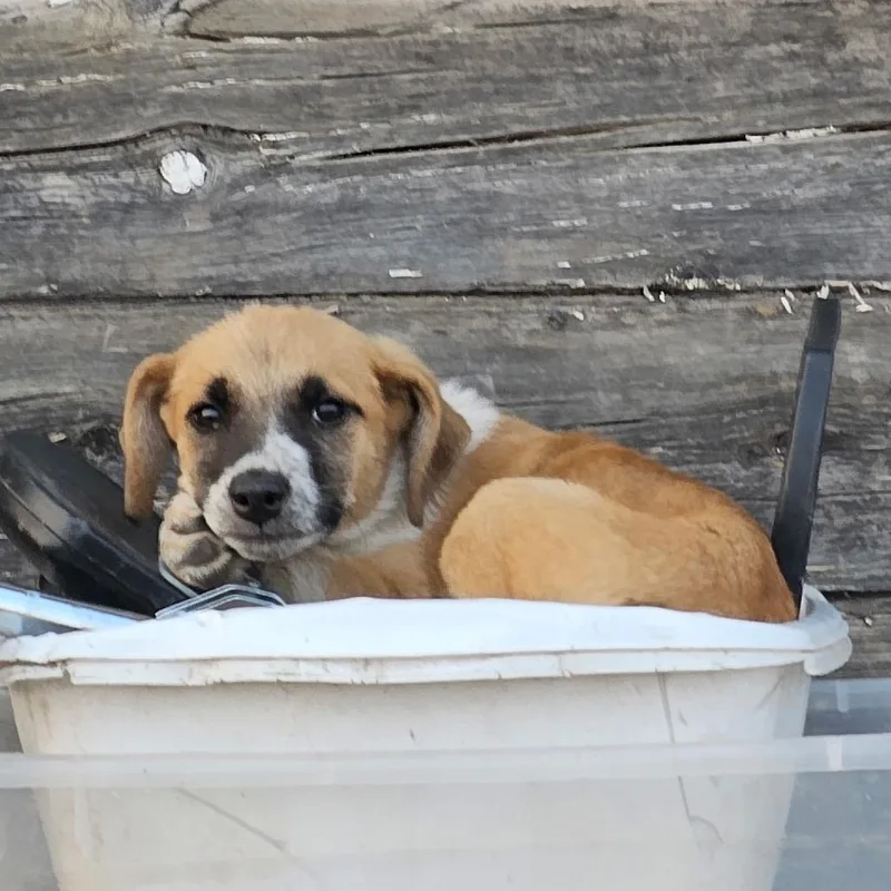 A baby small-sized female Yellow / Tan / Blond / Fawn Mixed Breed dog named Zula for adoption in Bismarck, ND