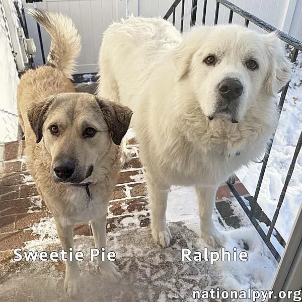 Sweetie Pie & Ralphie