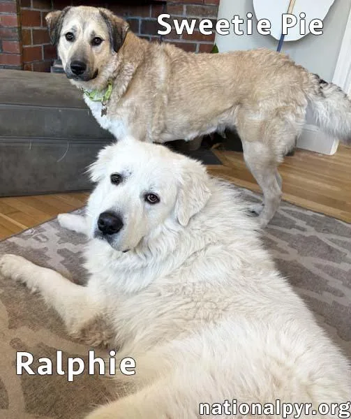 Sweetie Pie & Ralphie thumbnail 2