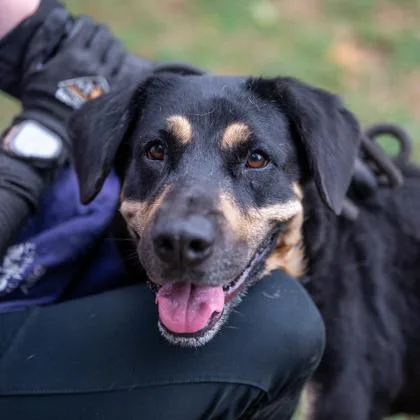 An adult large-sized female Mixed Breed dog named Chicago for adoption in Chamblee, GA