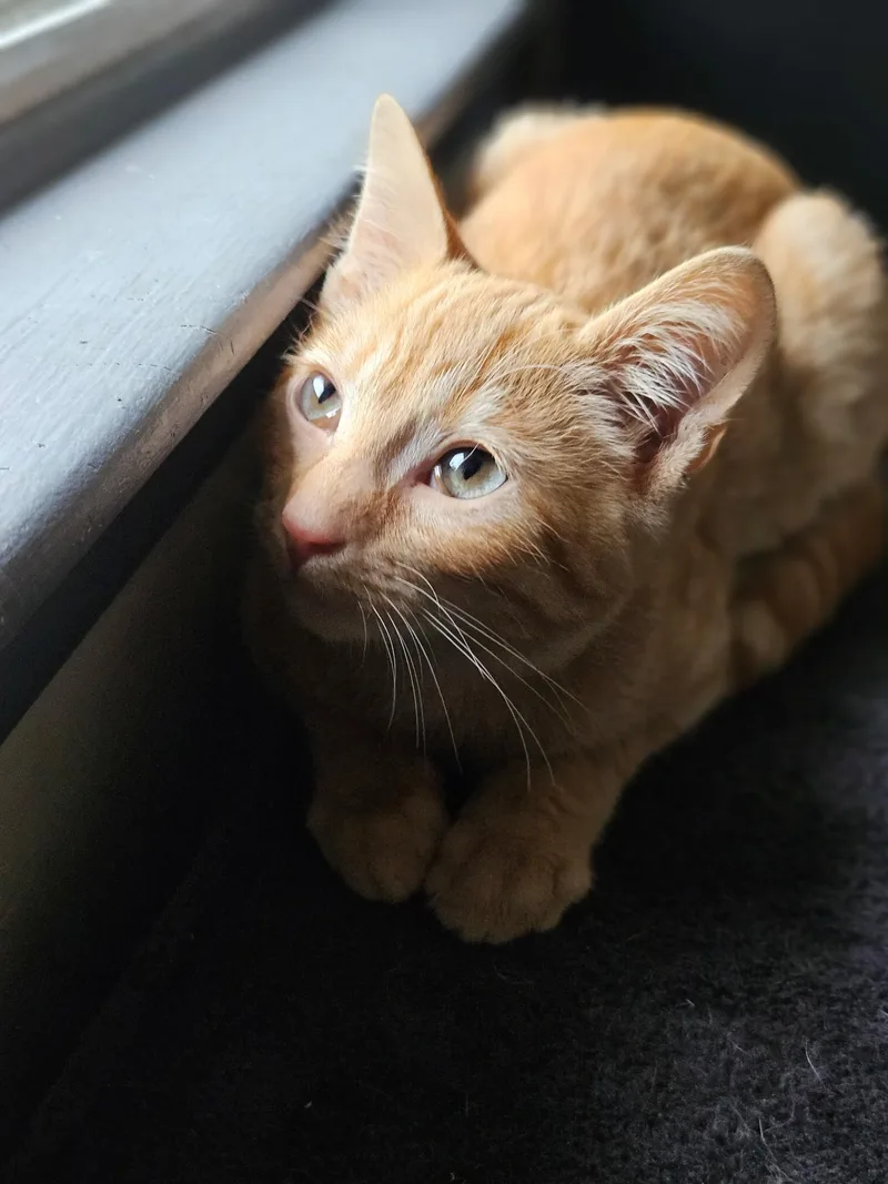A baby medium-sized male Tabby (Orange / Red) Tabby cat named Colby Jack for adoption in Independence, OH