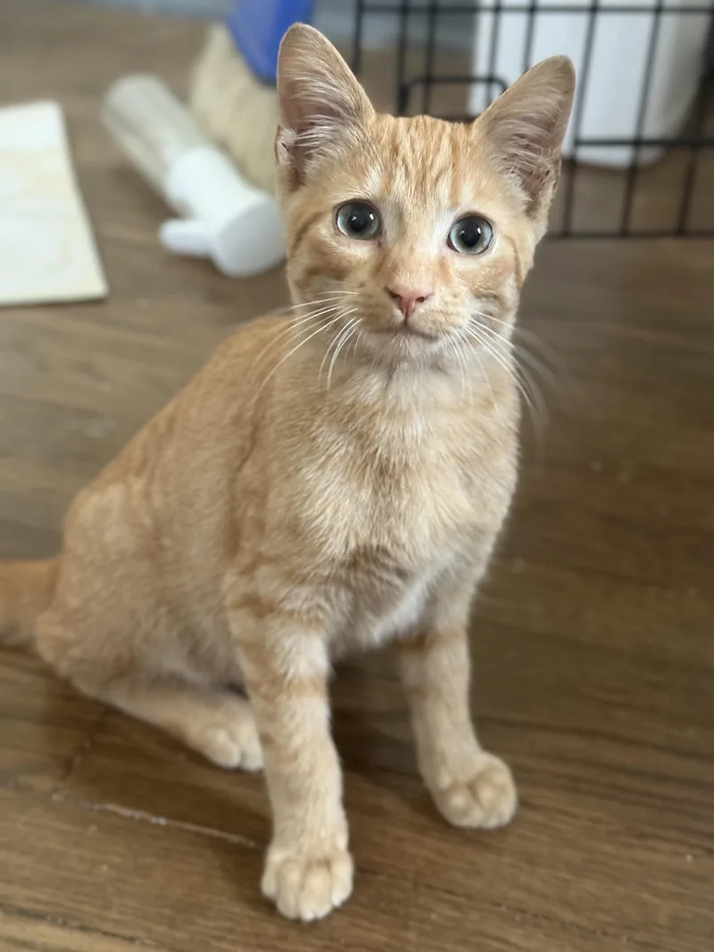 Colby Jack thumbnail 2