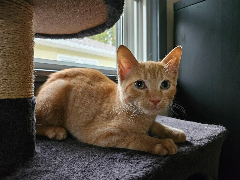 Colby Jack thumbnail 3