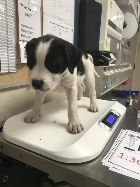 A baby small-sized male Pit Bull Terrier dog named Zuko for adoption in Conroe, TX