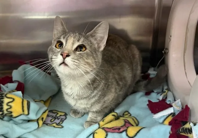 A young small-sized female Domestic Short Hair cat named Yelena for adoption in Ames, IA