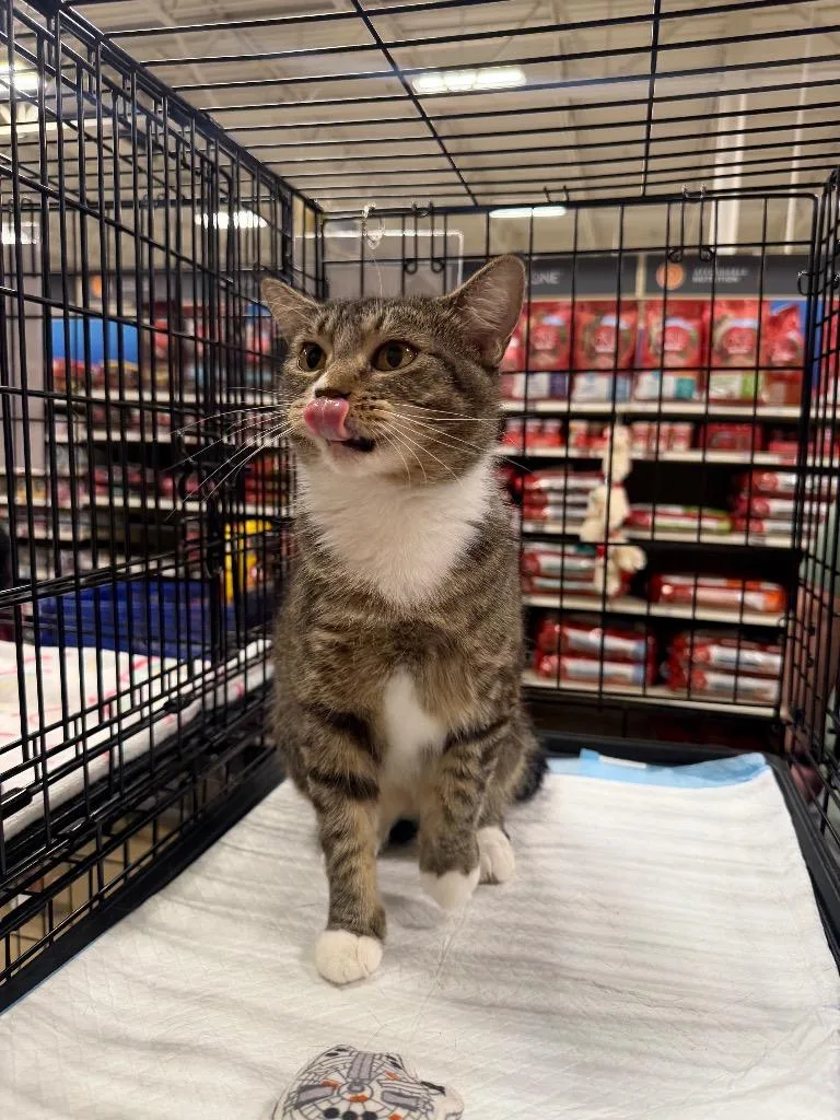 A young large-sized female Domestic Short Hair cat named Alice for adoption in warrenville, SC