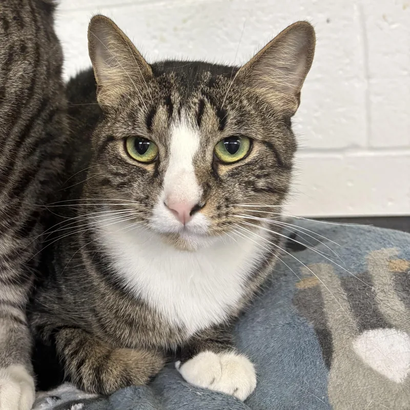 A young medium-sized male Tabby (Brown / Chocolate) Domestic Short Hair cat named Gravy for adoption in Wantagh, NY