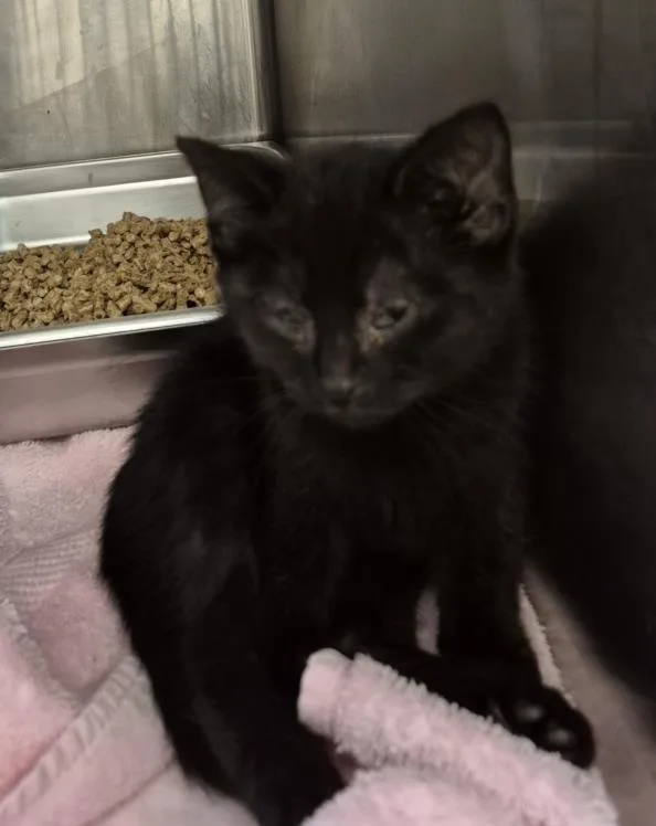 A baby small-sized female Domestic Short Hair cat named Curio for adoption in Hagerstown, MD