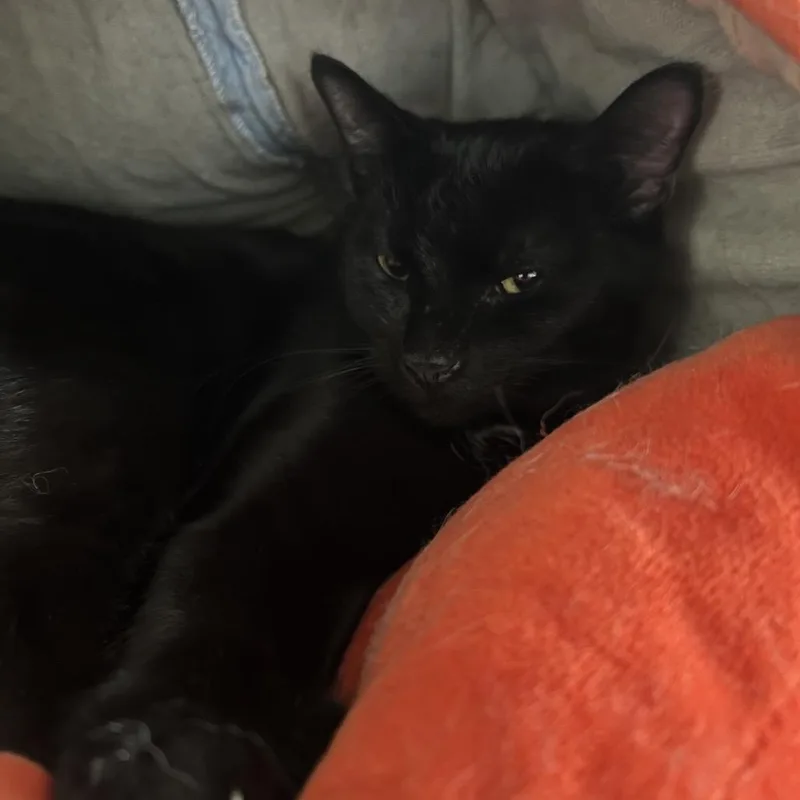 An adult small-sized female Domestic Short Hair cat named Pepsi for adoption in Rock Falls, IL
