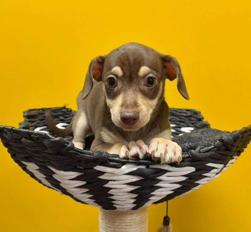 A baby small-sized male Chihuahua dog named Bison for adoption in Munford, TN