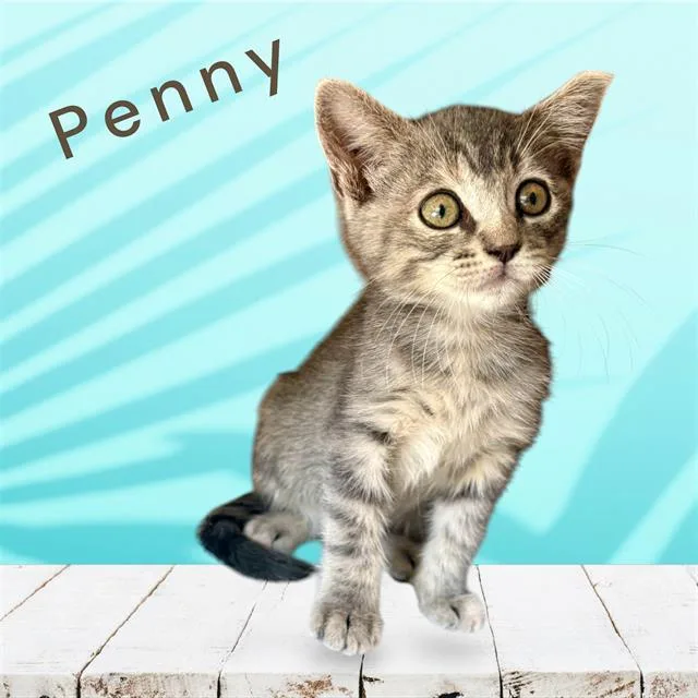 A baby small-sized female Domestic Short Hair cat named Penny for adoption in Visalia, CA