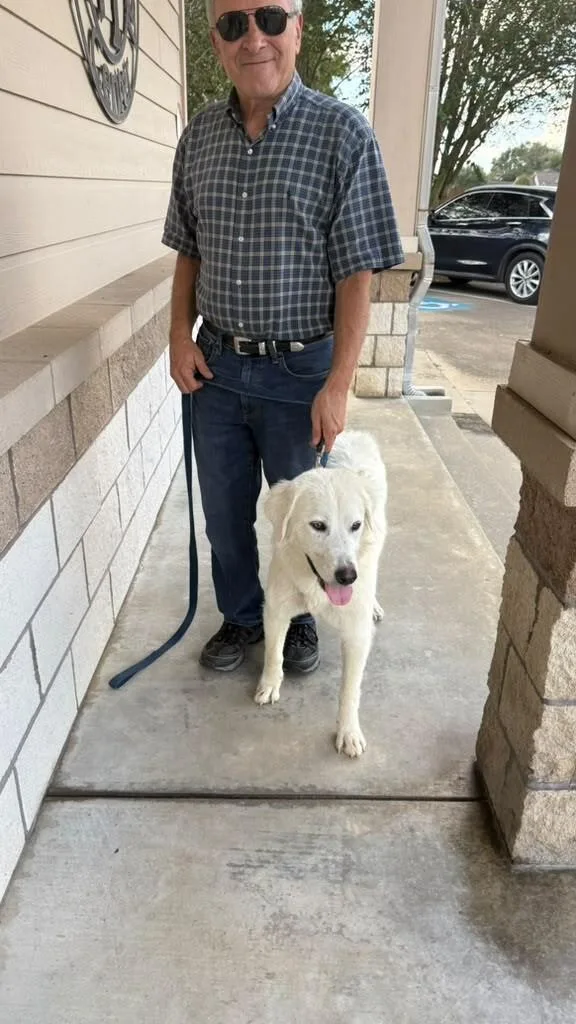 A young medium-sized female Great Pyrenees dog named Nona for adoption in Houston, TX