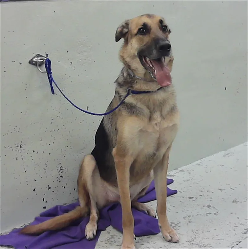 An adult large-sized male German Shepherd Dog dog named Bokki B for adoption in Houston, TX