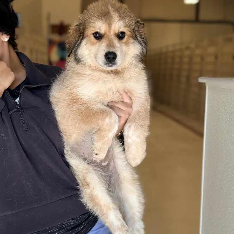 A baby large-sized female Great Pyrenees dog named Apple for adoption in Chicago, IL