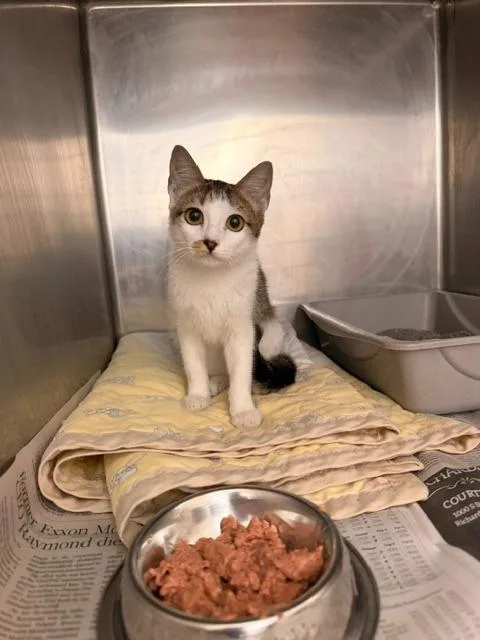 A baby small-sized female Domestic Short Hair cat named Dr Pepper for adoption in Richland Hills, TX