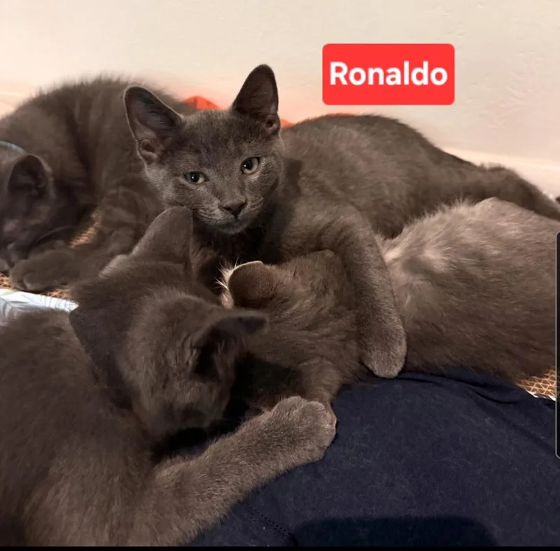 A baby small-sized male Gray / Blue / Silver Domestic Short Hair cat named Ronaldo for adoption in Brighton, MI