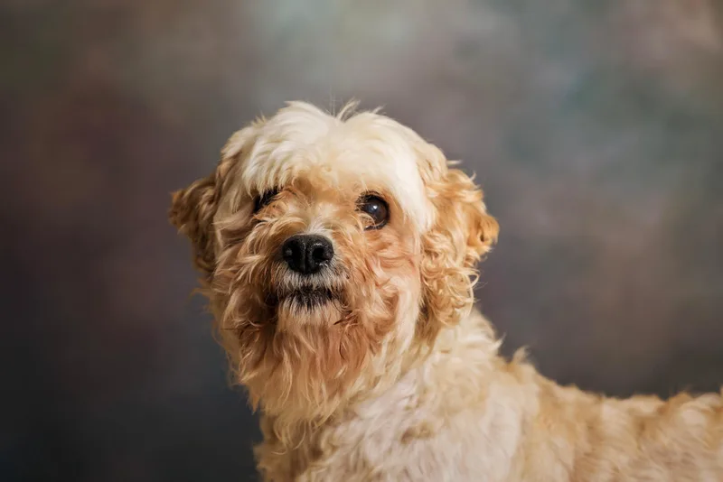 A senior small-sized female Apricot / Beige Cavachon dog named Ruby for adoption in Seville, OH