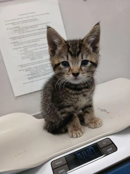 A baby small-sized male Domestic Short Hair cat named Six for adoption in Sevierville, TN