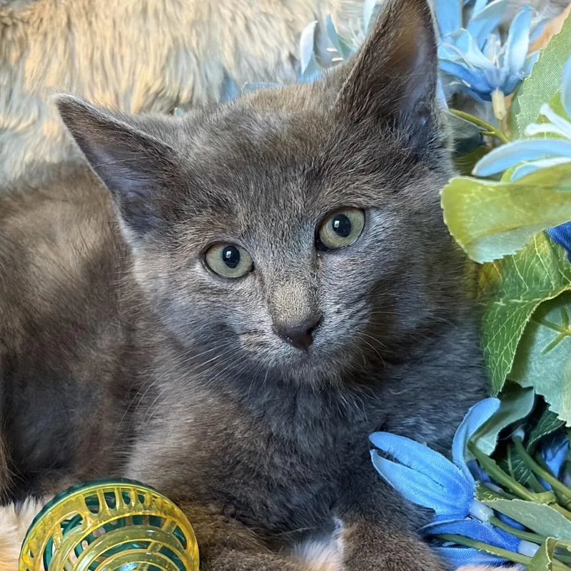 A baby small-sized male Gray / Blue / Silver Domestic Short Hair cat named Mushroom Westie for adoption in Eaton Rapids, MI