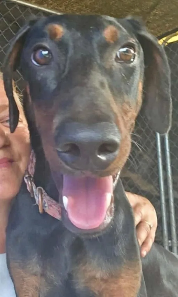An adult medium-sized female Doberman Pinscher dog named Ziggy for adoption in Manchester, CT