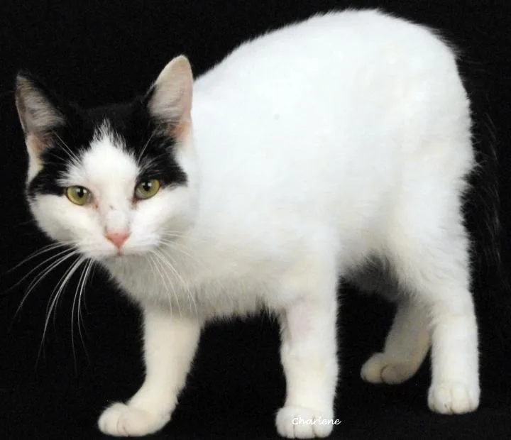 An adult medium-sized male White Domestic Short Hair cat named Kit for adoption in Newland, NC