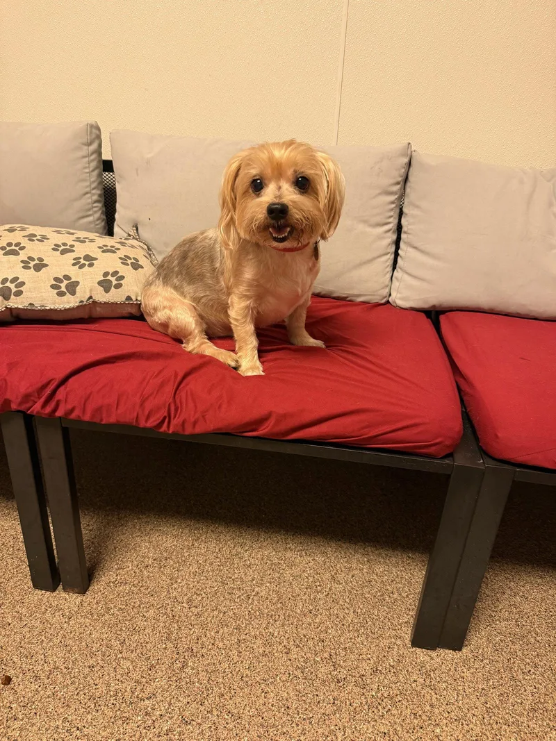 An adult small-sized male Yorkshire Terrier dog named Santiago FH for adoption in Sanford, FL