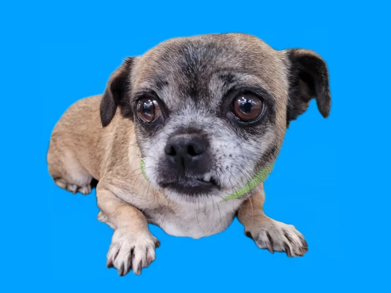 An adult small-sized female Pug dog named Havana for adoption in Los Angeles, CA