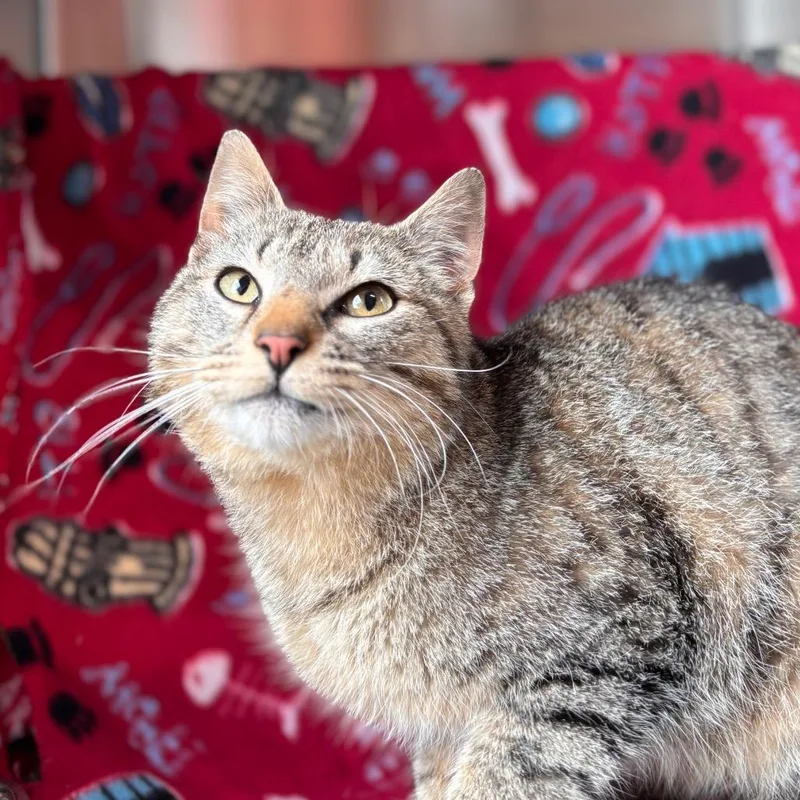 A young medium-sized male Brown / Chocolate Domestic Short Hair cat named Pretzel Bun for adoption in Nashville, IN