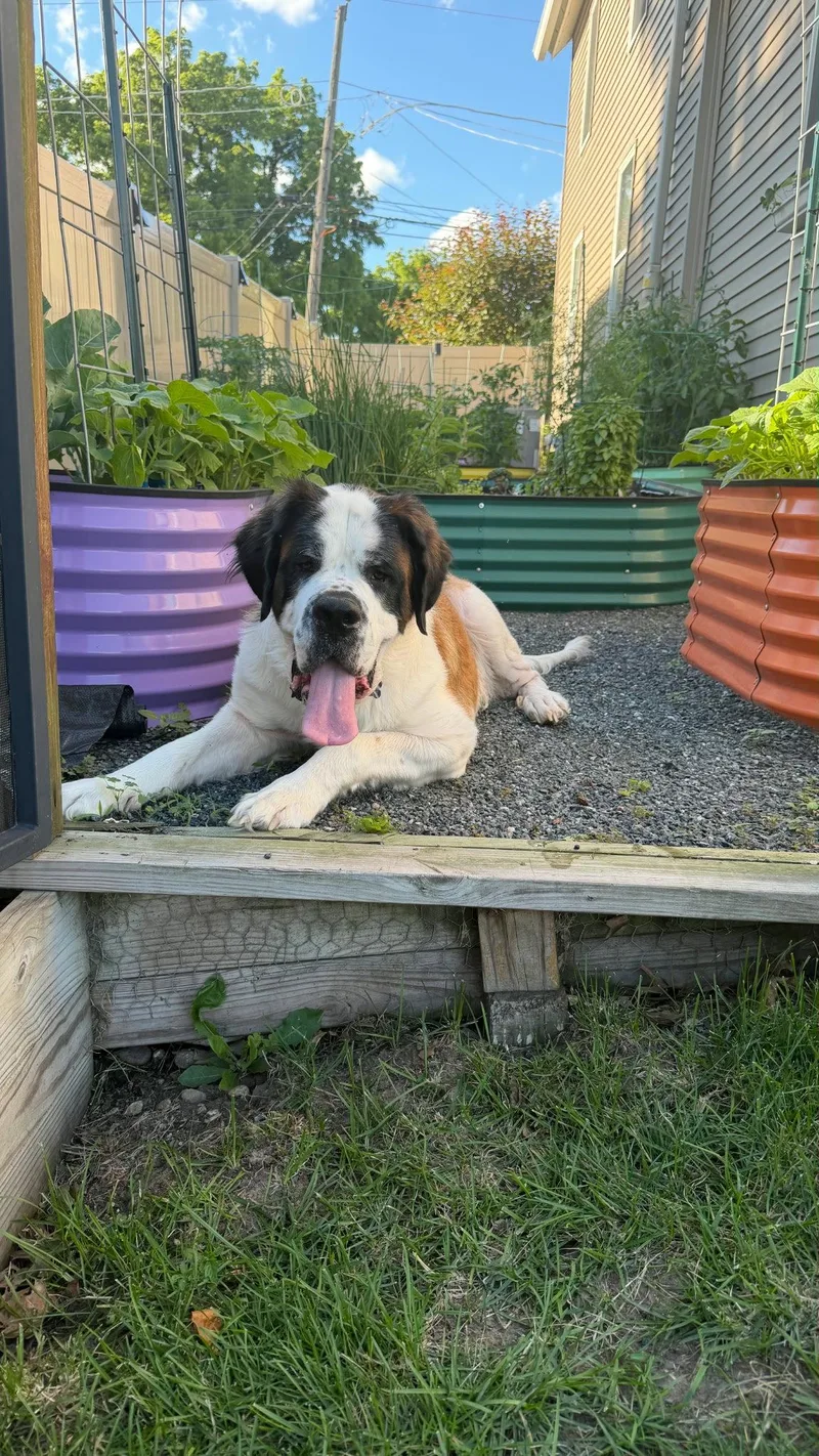 An adult extra large-sized female Saint Bernard dog named Zadie for adoption in Hillside, IL