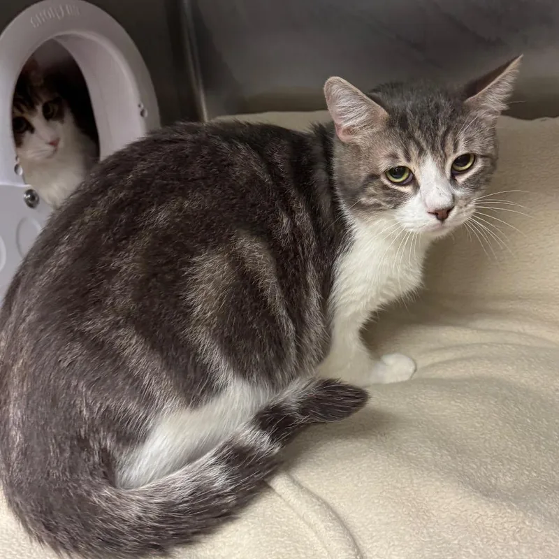 Mr.  Chill thumbnail 2