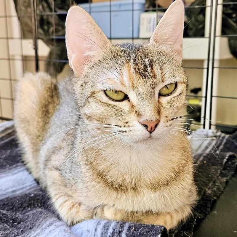 An adult medium-sized female Torbie Domestic Short Hair cat named Dolores for adoption in San Gabriel, CA