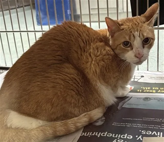 An adult medium-sized male Domestic Short Hair cat named Jello A for adoption in Plano, TX