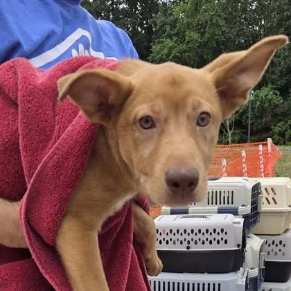 A baby medium-sized male Labrador Retriever dog named Levi for adoption in Voorhees, NJ